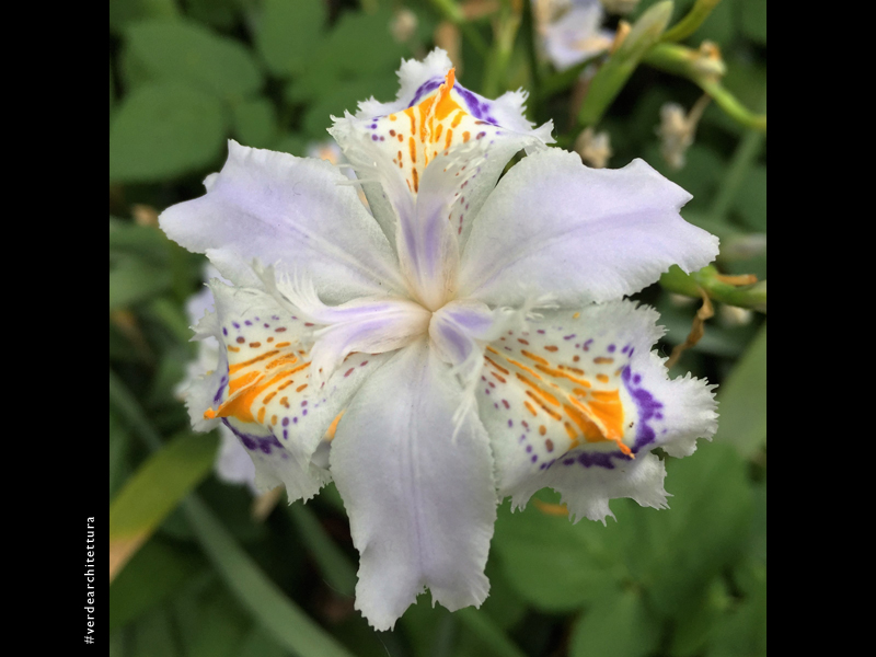 Va_04_Iris japonica_orto botanico brera